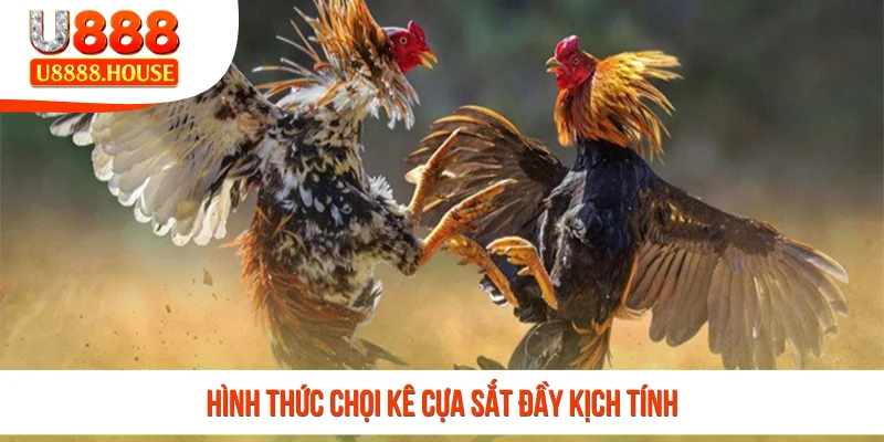 Hình thức chọi kê cựa sắt đầy kịch tính